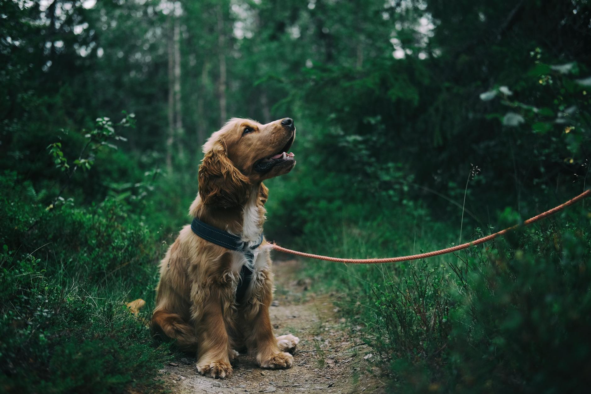 A More Conscious Approach to Pet Ownership